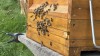Bienen am Kasten